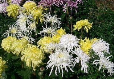 菊花开花的时间(菊花开花的时间和姿态)