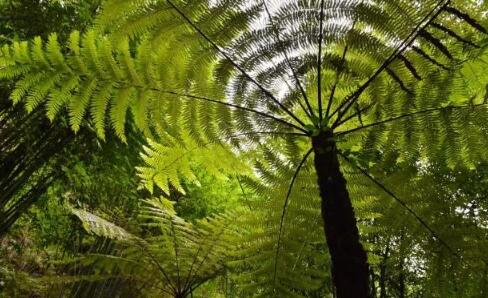 观音莲座蕨国家一级保护植物(观音莲座蕨是一级保护植物吗？)