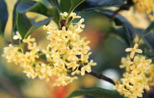 桂花树3月开花(桂花怎么会在3月份开花)