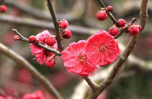 梅花一般什么季节开放