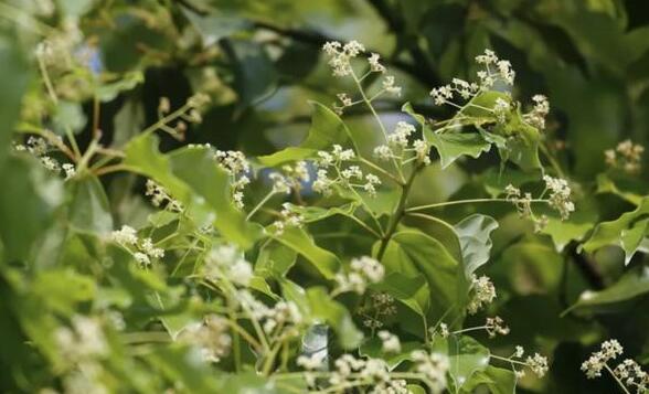 香樟花香味(香樟花色)