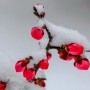 雪梅的栽培(雪梅的生长过程)