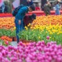 中国有哪些花卉节(第十届中国花卉节的花卉是)